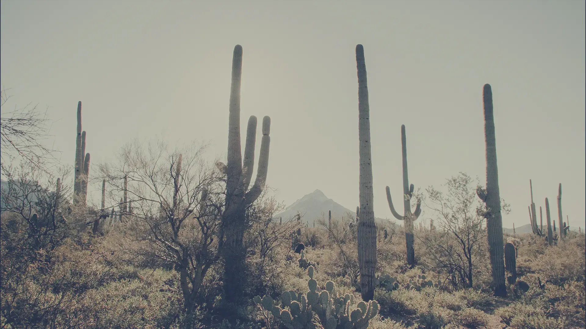 Case Study AZ